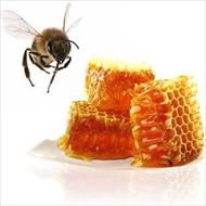 پاورپوینت پرورش زنبور عسل