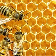 طرح توجیهی پرورش و نگهداری زنبورعسل
